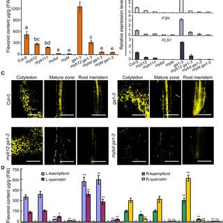 The Della Myb Module Regulates Auxin Concentrations In Root Tip Cells