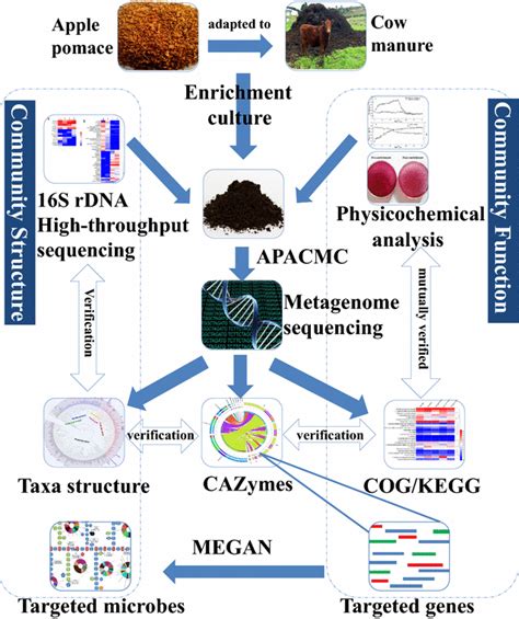 A Pipeline Of Metagenomics Sequence Guided Strategy Coupled With Download Scientific Diagram