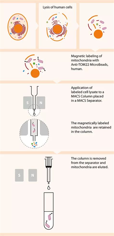 Mitochondria Isolation Kit Human Miltenyi Biotec India