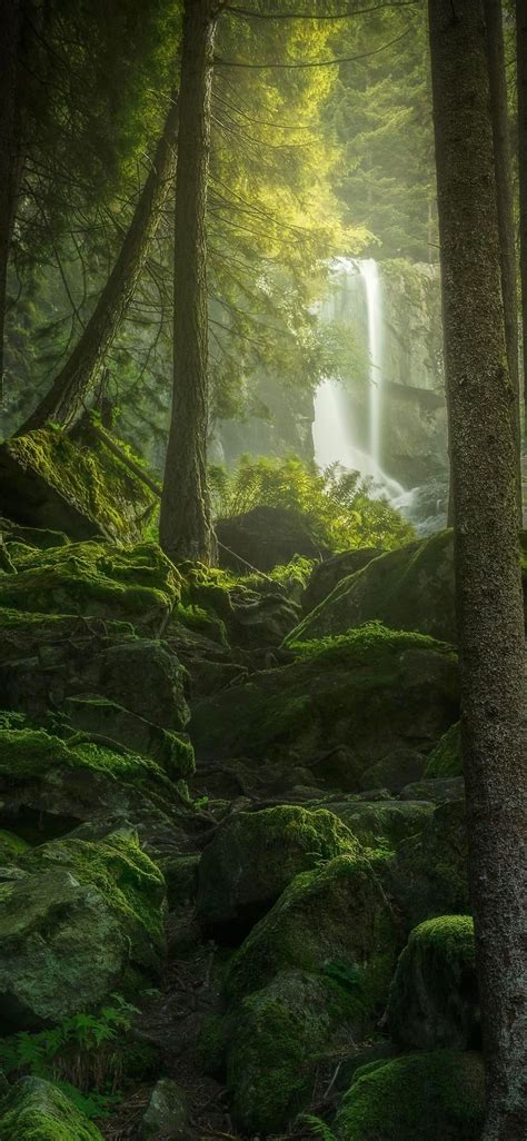 forest iphone wallpapers wallpaper cave