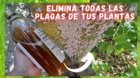 Elimina Todas Las Plagas De Tus Plantas Insecticida Casero Super Potente Youtube