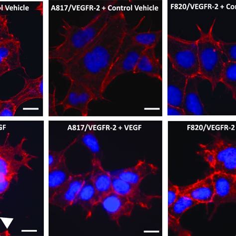 Methylation Of Arginine 817 And Phosphorylation Of Tyrosine 820 Is