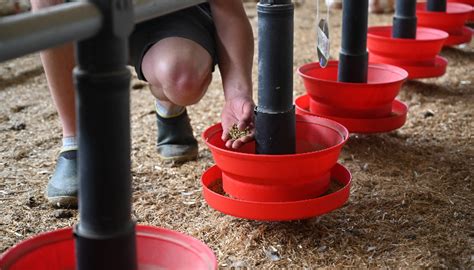 Le Gaulois Le Gaulois Alimentation des volailles d élevage