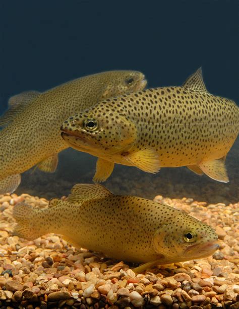 There Are Eight Species Of Trout In Arizona Can You Name Them All