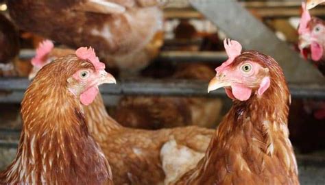 Chicken Price Increased In Lahore Now At 431 Rupees Per Kilogram