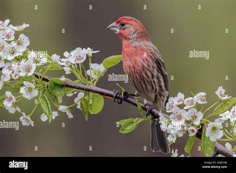 Female house finch in breeding plumage, Michigan Stock Photo - Alamy