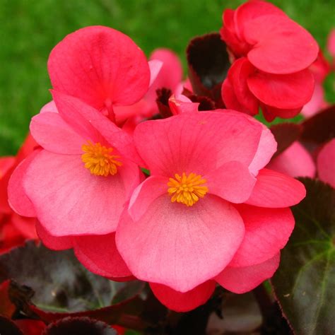 Купить бегонию вечноцветущую, Begonia semperflorens Super Olympia Red