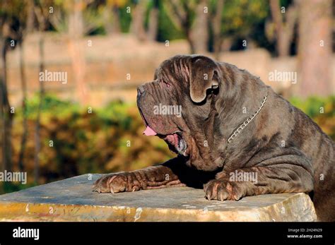 How Big Is Hercules Neapolitan Mastiff