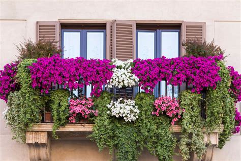 Balcone Esposto A Nord 12 Piante E Fiori Da Ombra Perenni Leroy Merlin