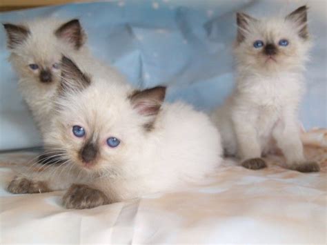 Ragdoll Cats For Sale Detroit Mi 291182 Petzlover