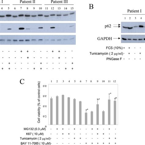 Proteasome Inhibitor Reveals P S349 P62 That Increases During