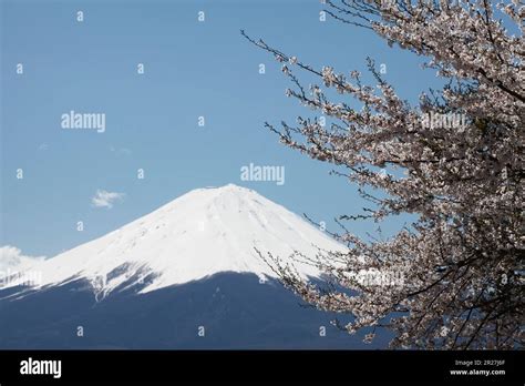 Mount Fuji with cherry blossom Stock Photo - Alamy