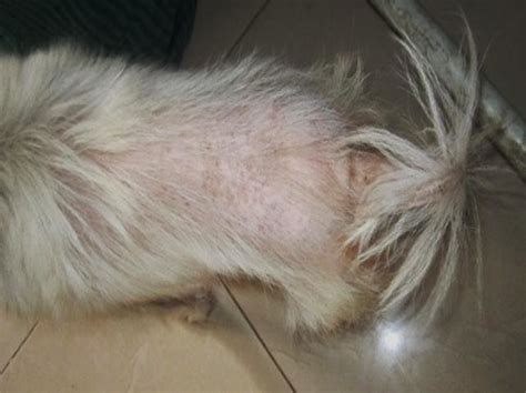 Bilateral alopecia and rat tail appearancehypothyroidism. | Download ...