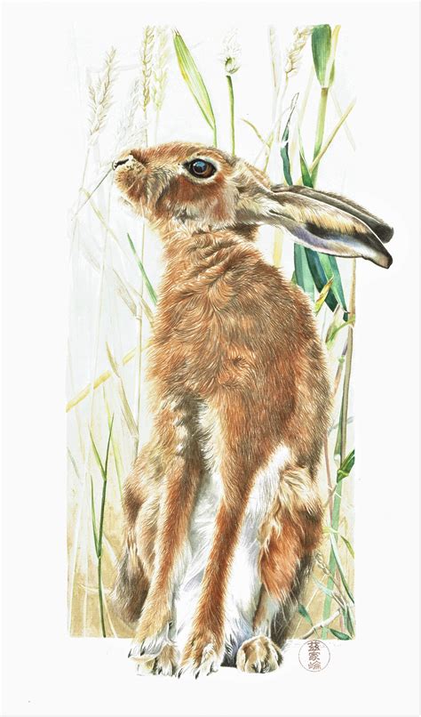 ArtStation - Hare