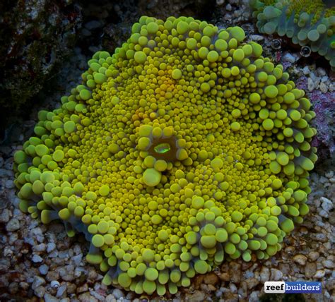 Ricordea Mushroom Coral