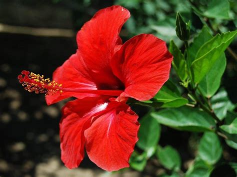 All You Need To Know About Hibiscus Flower Uses Benefits And Much More