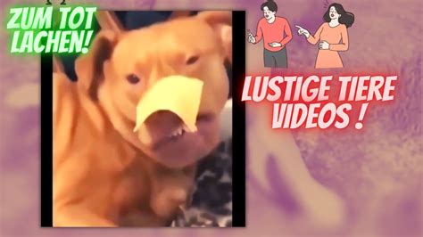 Extrem Lustige Tiere Videos Versuche Nicht Zu Lachen YouTube