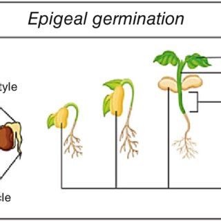 Epigeal germination of beans seed (Source: https://www.vedantu.com ...