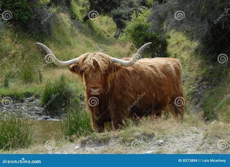 Besta Escocesa Do Gado Das Montanhas Foto De Stock Imagem De Gramas