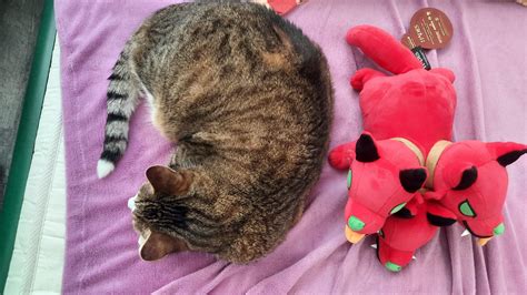 BREAKING! Don't get fooled by the game! Cerberus is cat-sized! : r