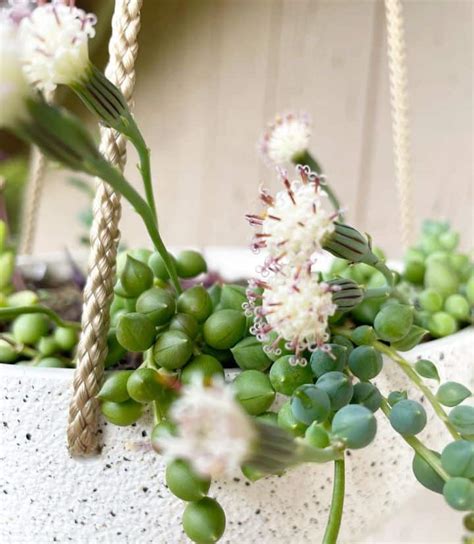 String Of Pearls Plant Online Back Gardener