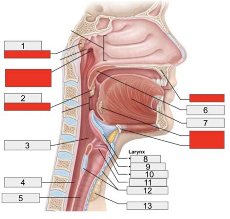 Biol Respiratory Quiz Flashcards Quizlet