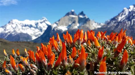 Flora Silvestre De La Patagonia Wild Flora Of Patagonia