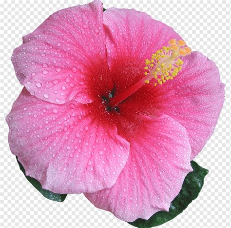 Shoeblackplant Hibiscus Moscheutos Flor Hibiscus Mutabilis Malvas