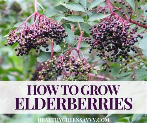 Where To Find Elderberry Near Me At Juan Butler Blog