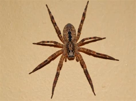 40 Types Of Brown Spiders In Texas Pictures And Identification