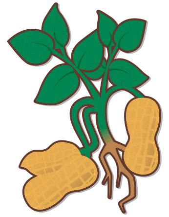 Peanut clipart peanut plant, Peanut peanut plant Transparent FREE for download on WebStockReview ...