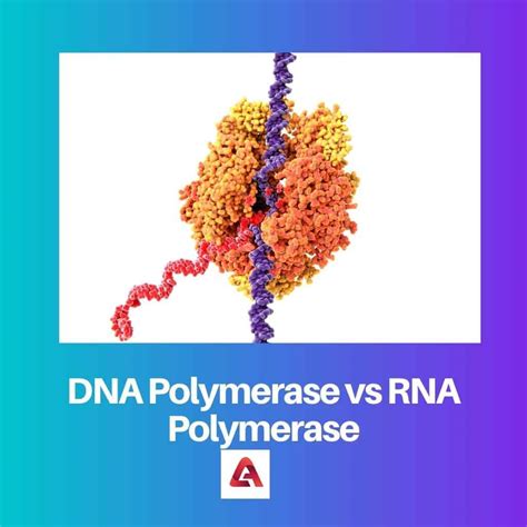 Dna Polimerase Vs Rna Polimerase Perbedaan Dan Perbandingan