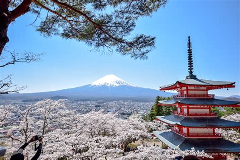 新倉山浅間公園の桜 富士吉田市 山梨の人気お花見スポット2020春 Porta