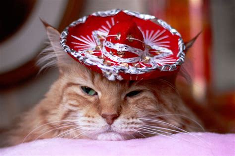 Cats Wearing Sombreros Gallery Ebaums World