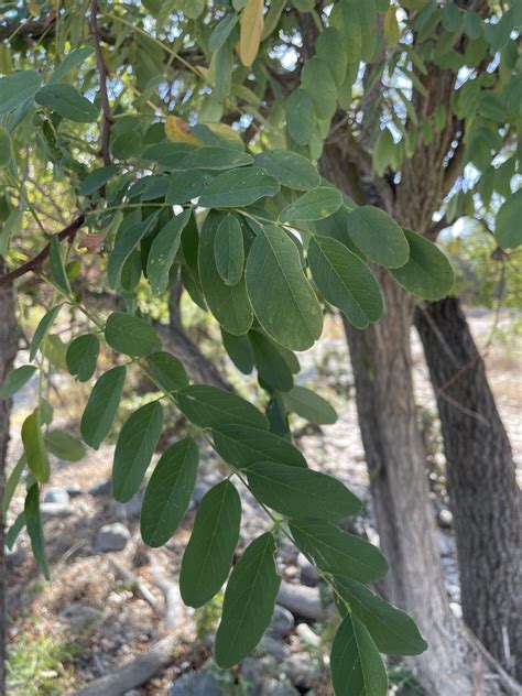 Black Locust From American River Rancho Cordova Ca Us On October