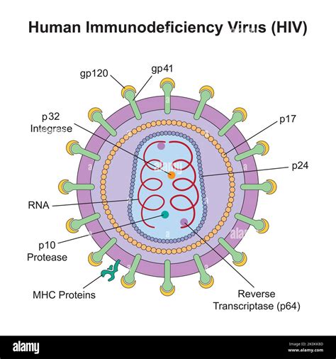 Dise O Cient Fico De La Estructura Del Virus De La Inmunodeficiencia