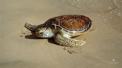 Green Sea Turtle Wallpaper - WallpaperSafari