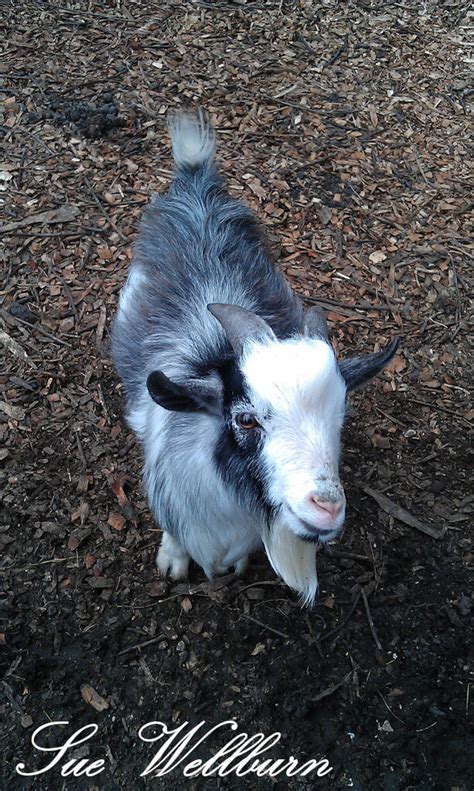 African Pygmy Goat - Animal Experiences At Wingham Wildlife Park In Kent