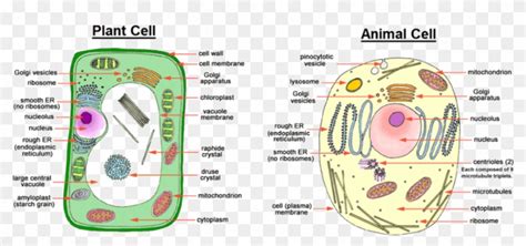 Image Showing Difference Between Animal Cell And Plant Animal And