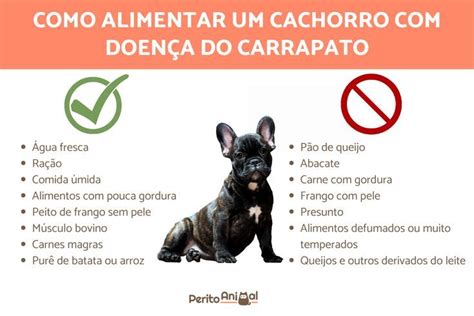 Devemos evitar dar certos alimentos para um cachorro doença do