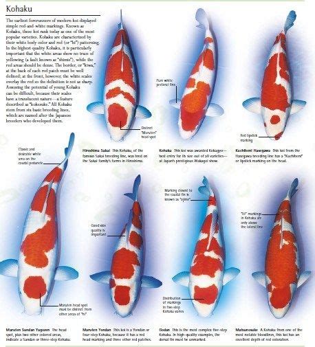 All About Koi Fish Life Koi Fish Price Chart