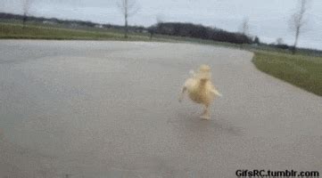 Cute Duck GIFs - Find & Share on GIPHY