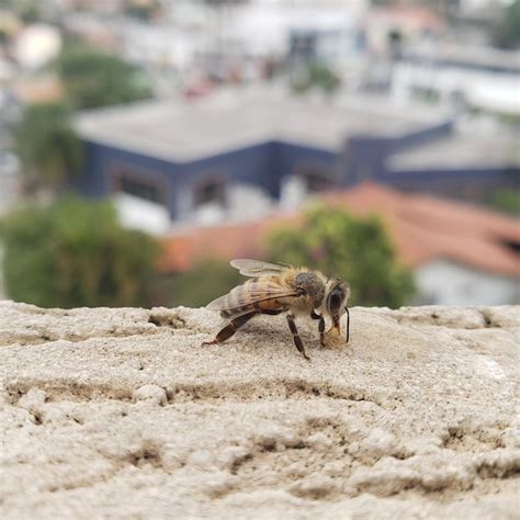 Close Up De Uma Abelha Em Uma Parede Um Fundo Liso Arthropoda