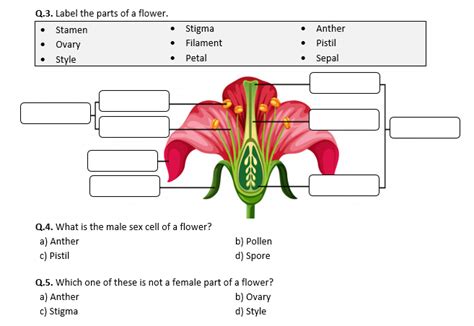 Plant Reproduction Worksheet Printable And Distance Learning