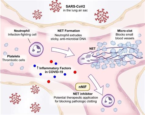 Inhibiting Neutrophil Extracellular Traps Nets In Immune Injury And