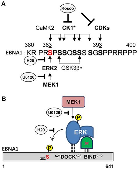 Erk2 Phosphorylation Of Ebna1 Serine 383 Residue Is Important For Ebna1 Dependent