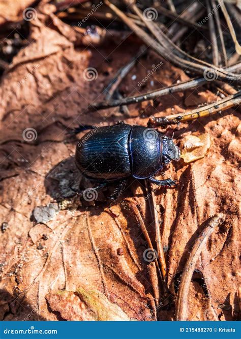 Close Up Of Dor Beetle Earth Boring Dung Beetle On The Ground Floor