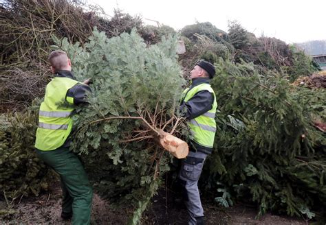 Boulange Ramassage Des Sapins Un Nouveau Mode De Collecte