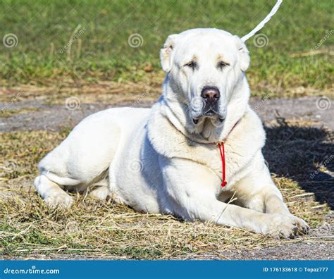 Alabai Breed Dog Alabai Dog Central Asian Shepherd Dog Stock Photo