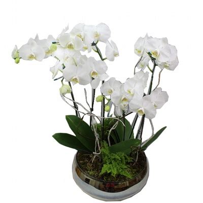 Orquidea Phalaenopsis Branca No Vaso Redondo Hastes